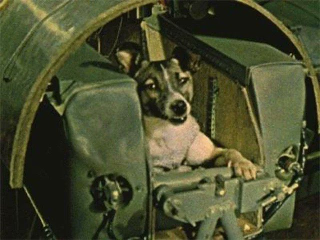 Laika, esimene koer kosmoses