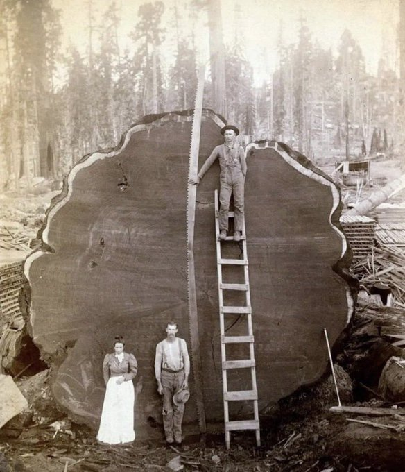 Puuraidurid poseerivad tohutu puuga, 1892.