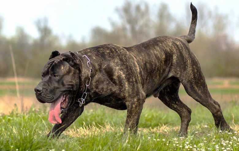Dogo Canario - Mastifiperekonna liige on kurikuulsalt ebasõbralik laste, kasside, koerte ja võõraste suhtes. Seetõttu on see keelatud koeratõugude nimekirjas