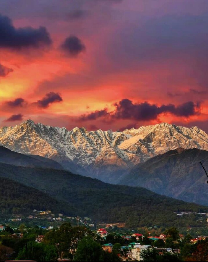 Kangra org, Himachal Pradesh