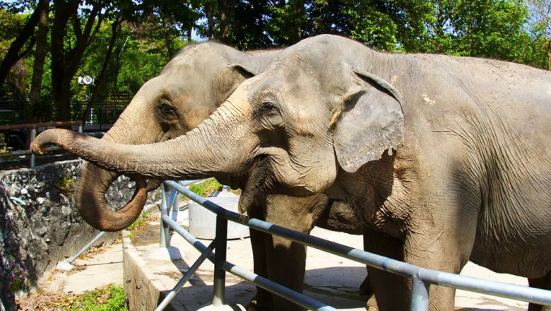 Karachi safaripargis saavad elevandid iga päev tuberkuloosiravi peidetud tablettidega